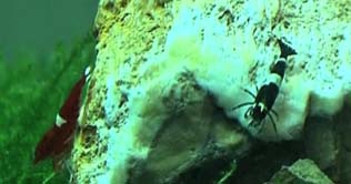 Rare Taiwan shrimp sells for $830